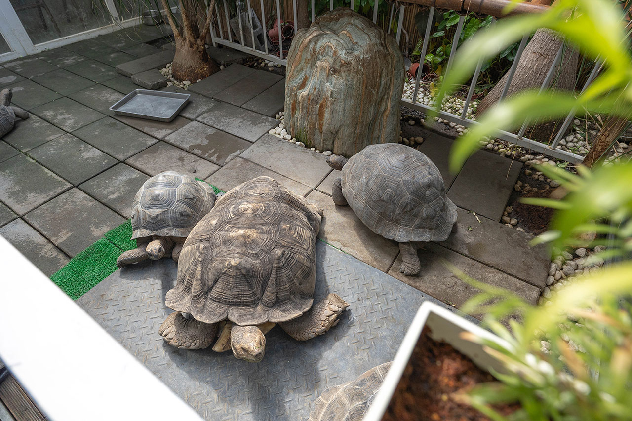來馬食光|苗栗親子餐廳推薦,超豐盛南洋料理冬季限定鍋物,南洋甜點下午茶美食吃到爽,2026頭份火鍋推薦! 206 來馬食光|苗栗親子餐廳推薦,超豐盛南洋料理冬季限定鍋物,南洋甜點下午茶美食吃到爽,2026頭份火鍋推薦! 205