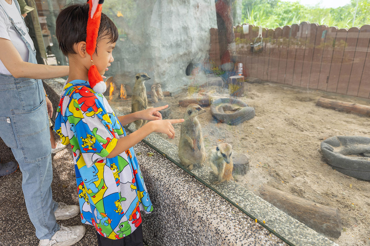 2026高雄親子景點推薦 野森動物學校|全台唯一狐狸谷能近距離互動的親子動物園,狐狸谷、沙丘部落、水豚森林,夏日優惠9/30前買大送小 14 2026高雄親子景點推薦 野森動物學校|全台唯一狐狸谷能近距離互動的親子動物園,狐狸谷、沙丘部落、水豚森林,夏日優惠9/30前買大送小 13