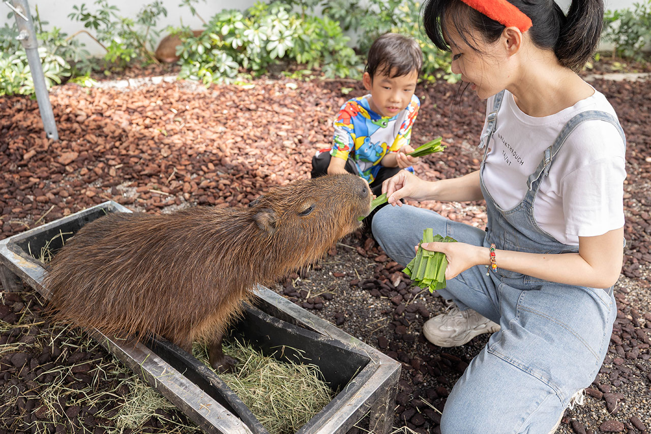 2026高雄親子景點推薦 野森動物學校|全台唯一狐狸谷能近距離互動的親子動物園,狐狸谷、沙丘部落、水豚森林,夏日優惠9/30前買大送小 42 2026高雄親子景點推薦 野森動物學校|全台唯一狐狸谷能近距離互動的親子動物園,狐狸谷、沙丘部落、水豚森林,夏日優惠9/30前買大送小 41