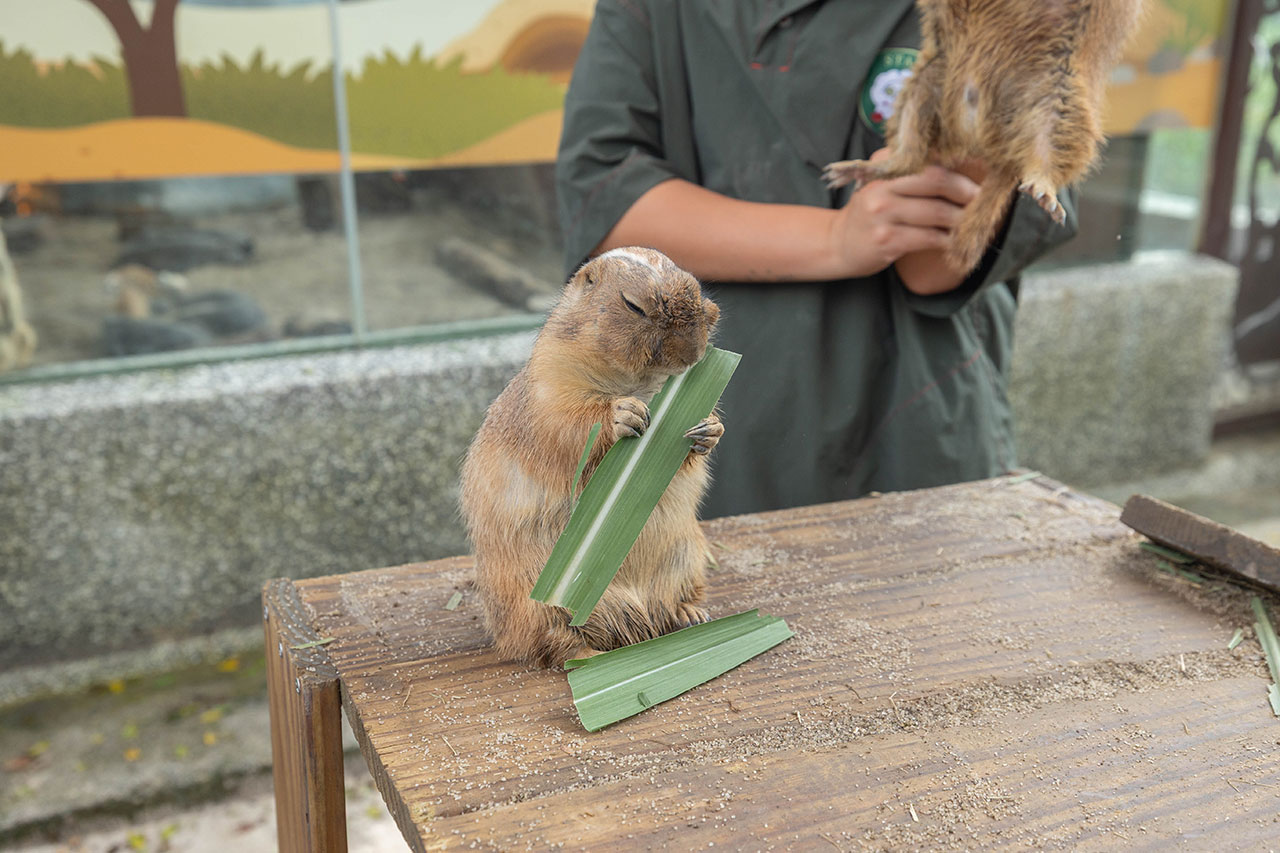 2026高雄親子景點推薦 野森動物學校|全台唯一狐狸谷能近距離互動的親子動物園,狐狸谷、沙丘部落、水豚森林,夏日優惠9/30前買大送小 22 2026高雄親子景點推薦 野森動物學校|全台唯一狐狸谷能近距離互動的親子動物園,狐狸谷、沙丘部落、水豚森林,夏日優惠9/30前買大送小 21