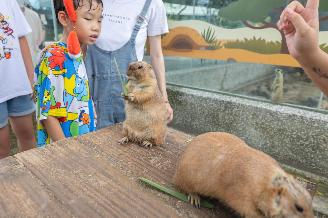 2026高雄親子景點推薦 野森動物學校|全台唯一狐狸谷能近距離互動的親子動物園,狐狸谷、沙丘部落、水豚森林,夏日優惠9/30前買大送小 20 2026高雄親子景點推薦 野森動物學校|全台唯一狐狸谷能近距離互動的親子動物園,狐狸谷、沙丘部落、水豚森林,夏日優惠9/30前買大送小 19