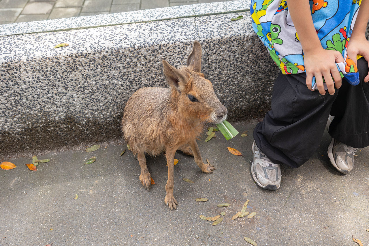 2026高雄親子景點推薦 野森動物學校|全台唯一狐狸谷能近距離互動的親子動物園,狐狸谷、沙丘部落、水豚森林,夏日優惠9/30前買大送小 28 2026高雄親子景點推薦 野森動物學校|全台唯一狐狸谷能近距離互動的親子動物園,狐狸谷、沙丘部落、水豚森林,夏日優惠9/30前買大送小 27