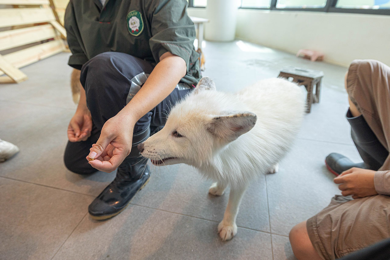 2026高雄親子景點推薦 野森動物學校|全台唯一狐狸谷能近距離互動的親子動物園,狐狸谷、沙丘部落、水豚森林,夏日優惠9/30前買大送小 58 2026高雄親子景點推薦 野森動物學校|全台唯一狐狸谷能近距離互動的親子動物園,狐狸谷、沙丘部落、水豚森林,夏日優惠9/30前買大送小 57