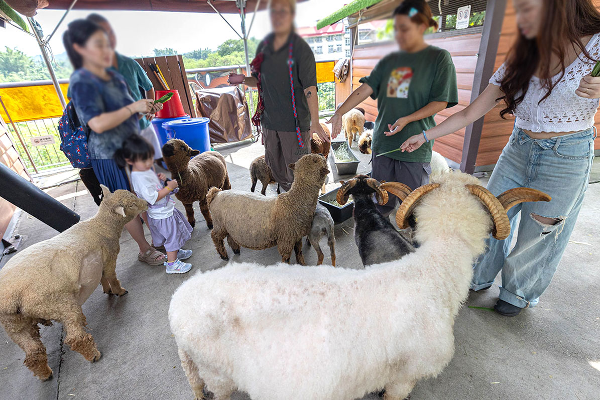 2026高雄親子景點推薦 野森動物學校|全台唯一狐狸谷能近距離互動的親子動物園,狐狸谷、沙丘部落、水豚森林,夏日優惠9/30前買大送小 34 2026高雄親子景點推薦 野森動物學校|全台唯一狐狸谷能近距離互動的親子動物園,狐狸谷、沙丘部落、水豚森林,夏日優惠9/30前買大送小 33