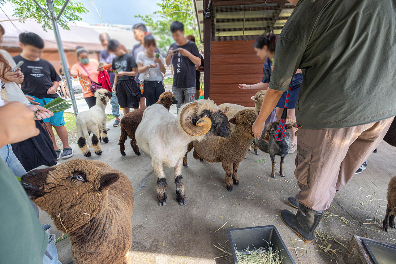 2026高雄親子景點推薦 野森動物學校|全台唯一狐狸谷能近距離互動的親子動物園,狐狸谷、沙丘部落、水豚森林,夏日優惠9/30前買大送小 32 2026高雄親子景點推薦 野森動物學校|全台唯一狐狸谷能近距離互動的親子動物園,狐狸谷、沙丘部落、水豚森林,夏日優惠9/30前買大送小 31